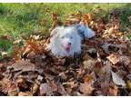 Adopt Devante a Gray/Blue/Silver/Salt & Pepper Australian Shepherd / Mixed dog