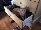 Adopt Jelly a Domestic Shorthair / Mixed (short coat) cat in Bloomington