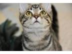 Adopt Moxie (Shelby-NE) a Tan or Fawn Tabby Tabby (short coat) cat in Brighton
