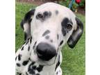 Adopt Speckled Stephanie HOUSE TRAINED a White - with Black Dalmatian / Mixed