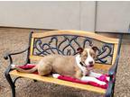 Adopt Butch a American Staffordshire Terrier / Mixed dog in Cottonwood