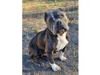 Adopt Evie a American Staffordshire Terrier / Mixed dog in Tucson, AZ (40836564)