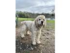 Adopt DiDi a Cocker Spaniel dog in Jamestown, CA (40836599)
