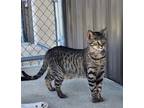 Adopt Eloise a Domestic Shorthair / Mixed (short coat) cat in Fremont