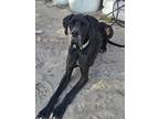 Adopt Gus a Great Dane / Mixed dog in WAYNESVILLE, GA (40745435)