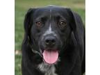 Adopt Louise a Black - with White Labrador Retriever / Beagle dog in Pulaski
