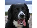 Adopt THELMA a Black - with White Labrador Retriever / Beagle dog in Pulaski