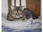 Adopt Dorie #3 (Metoyer #12) a Brown or Chocolate (Mostly) Domestic Shorthair