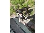 Adopt Puppy Blaze a Labrador Retriever / Mixed Breed (Medium) dog in Crescent