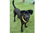 Adopt Haven a Black - with White Labrador Retriever / Corgi / Mixed dog in Santa