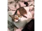 Adopt Henry *Courtesy Post a Brown Tabby Domestic Shorthair (short coat) cat in