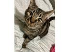 Adopt Dumpling a Spotted Tabby/Leopard Spotted American Shorthair / Mixed cat in