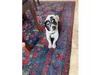 Adopt Jaxson a Black - with White Jack Russell Terrier / Mixed dog in Moorpark