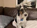 Adopt Beau (Simi Valley) a Tricolor (Tan/Brown & Black & White) Jack Russell