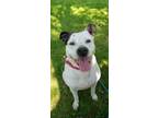 Adopt Misha a American Pit Bull Terrier / Mixed dog in Waverly, NY (37822016)