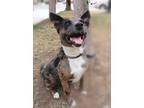 Adopt Indio a Gray/Silver/Salt & Pepper - with White Catahoula Leopard Dog /
