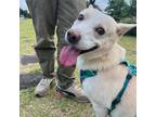 Adopt Buddy a White Jindo / Mixed dog in Bellevue, WA (39805533)