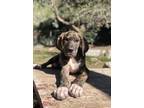 Adopt Jill a Brindle Great Dane / Mixed dog in Tehachapi, CA (40764865)