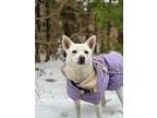 Adopt Chewy a White Jindo / Mixed dog in Burnaby, BC (40835835)