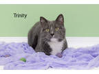 Adopt Trinity a Gray or Blue Domestic Shorthair / Mixed Breed (Medium) / Mixed