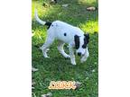 Adopt Lark a Black - with White Smooth Fox Terrier / Mixed dog in Florissant