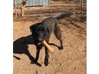 Adopt Jessie a Flat-Coated Retriever / Mixed dog in San Tan Valley