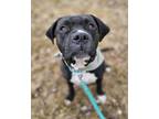 Adopt Killua a White American Pit Bull Terrier / Boxer / Mixed dog in Twin