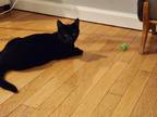 Adopt Cypress a All Black American Shorthair (short coat) cat in Bethel