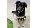Adopt TY a Black - with Tan, Yellow or Fawn Australian Shepherd / German