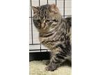 Adopt Greta a Brown Tabby Domestic Shorthair (short coat) cat in Irwin