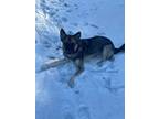 Adopt Toonie/Harlee a Brown/Chocolate - with Black Husky / Shepherd (Unknown