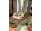 Adopt Calliope and Jolie a Tortoiseshell Ragdoll (long coat) cat in Dunkirk