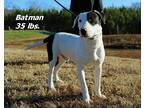 Adopt Batman a Black - with White Bull Terrier / Mixed Breed (Medium) / Mixed