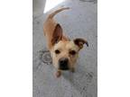 Adopt Layla a Brindle Mixed Breed (Small) / Mixed Breed (Medium) / Mixed (short