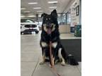 Adopt Codi a Merle Husky / Mixed Breed (Medium) / Mixed (short coat) dog in Fond