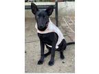 Adopt Frida a Black Australian Kelpie / Mixed dog in Chula Vista, CA (40833846)