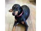 Adopt Vieja a Doberman Pinscher / Mixed dog in Seattle, WA (39234885)