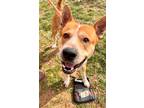 Adopt REX a Brindle Australian Cattle Dog / Mixed Breed (Medium) / Mixed (short