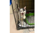 Adopt Woodpecker a White Domestic Shorthair / Mixed Breed (Medium) / Mixed