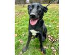 Adopt Russell a Black Shepherd (Unknown Type) / Husky / Mixed (short coat) dog