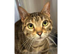 Adopt Dot a Orange or Red Domestic Shorthair / Mixed Breed (Medium) / Mixed