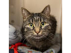 Adopt Lizzy a Brown Tabby Domestic Shorthair / Mixed Breed (Medium) / Mixed