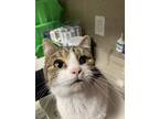 Adopt Bugs a Brown Tabby Domestic Shorthair / Mixed Breed (Medium) / Mixed