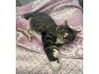 Adopt Kiwi a Brown Tabby Domestic Shorthair / Mixed Breed (Medium) / Mixed