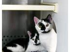 Adopt La Vache a White Domestic Shorthair / Mixed Breed (Medium) / Mixed (short