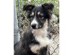 Adopt Ariel a Merle Husky / Mixed Breed (Medium) / Mixed (short coat) dog in