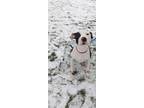 Adopt Bambi a White American Pit Bull Terrier / Mixed Breed (Medium) / Mixed