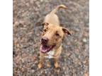 Adopt Coco a Brown/Chocolate Golden Retriever / Mixed Breed (Medium) / Mixed