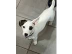 Adopt Olive a Jack Russell Terrier / Mixed dog in Columbia, TN (39949782)
