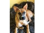 Adopt Susanna and pups/special dogs a Tan/Yellow/Fawn Mixed Breed (Medium) /